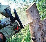 How Our Tree Care Process Works  in  East Moriches, NY