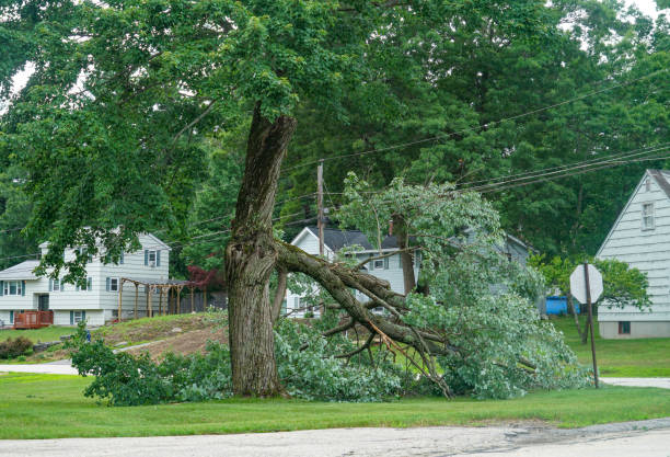 Trusted East Moriches, NY Tree Services Experts